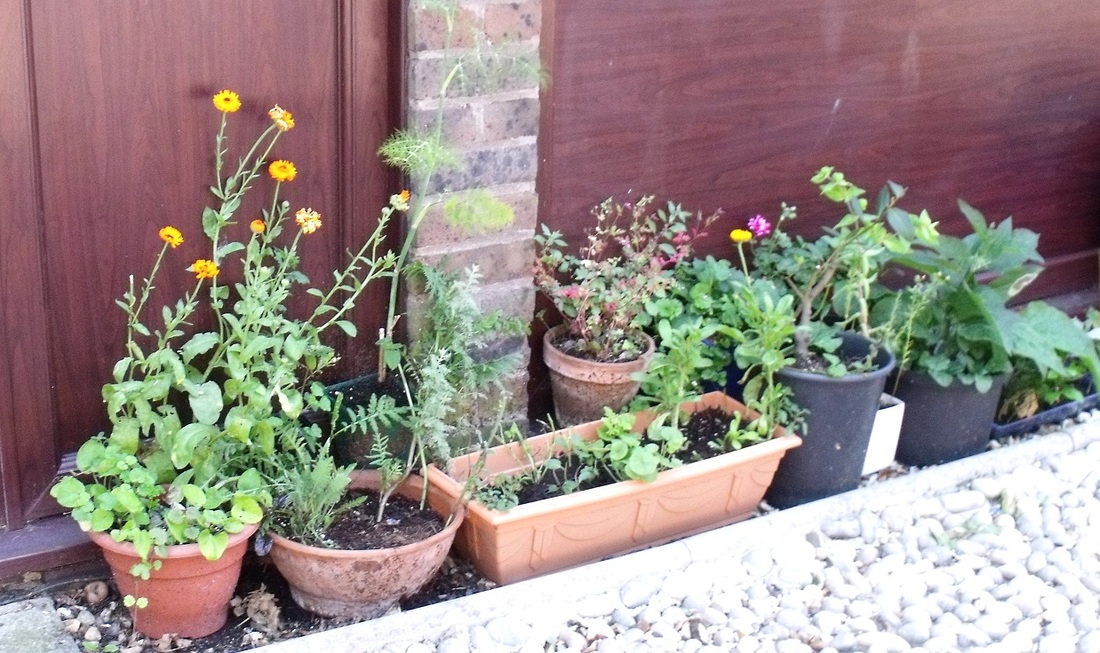 growing a herbal tea garden