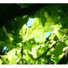 English oak remedies