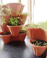 herbs from seed