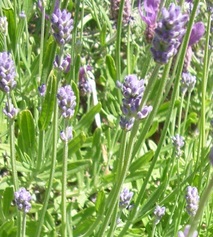 lavender remedies