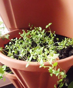 growing herb plants indoors