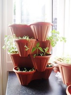 growing medicinal plants