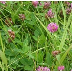 red clover remedies