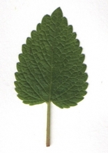 lemon balm leaf