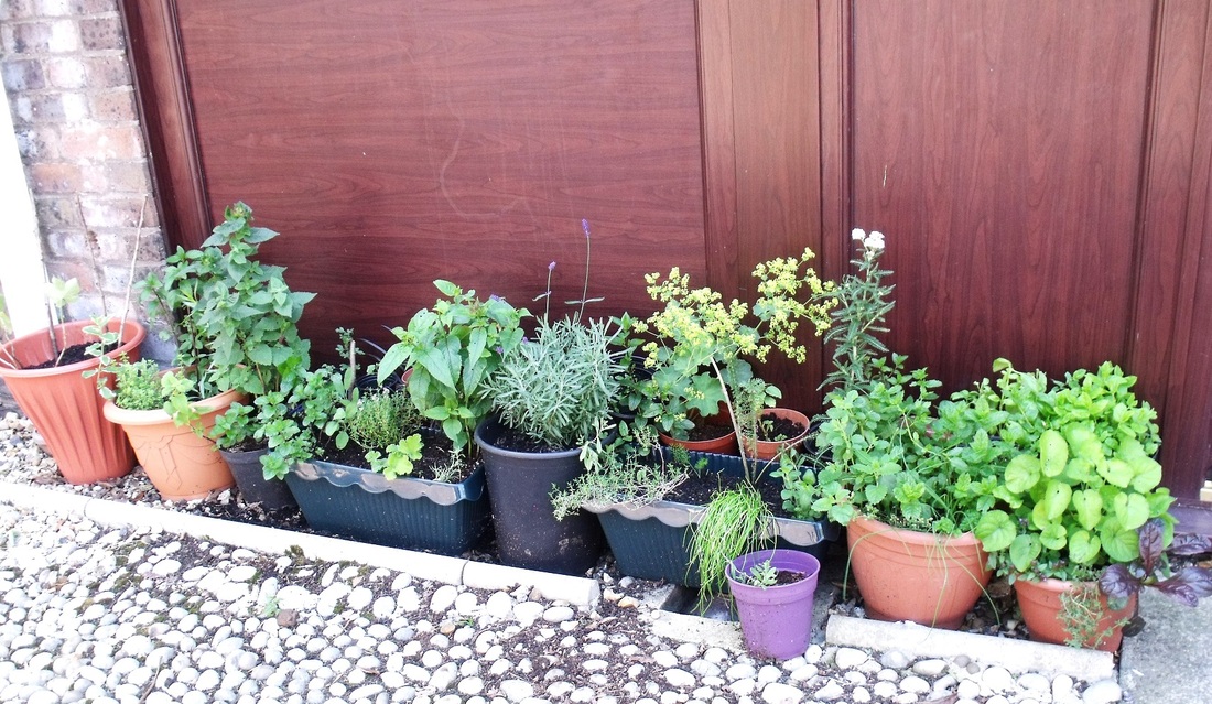 my herbal tea garden