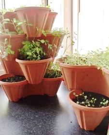 growing herbs at home