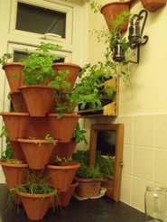 plants for a tea garden